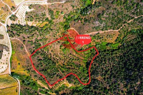 Terra a Longroiva, Guarda, Longroiva - € 17.000 | Ref: 480/MDA - foto 5