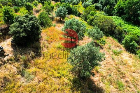 Terra a Longroiva, Guarda, Longroiva - € 17.000 | Ref: 480/MDA - foto 7