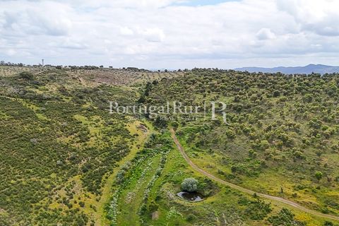 Terra a Rosmaninhal, Castelo Branco, Rosmaninhal - € 1.100.000 | Ref: FG282 - foto 2