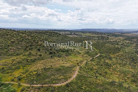 Terra a Rosmaninhal, Castelo Branco, Rosmaninhal - € 1.100.000 | Ref: FG282 - foto 3