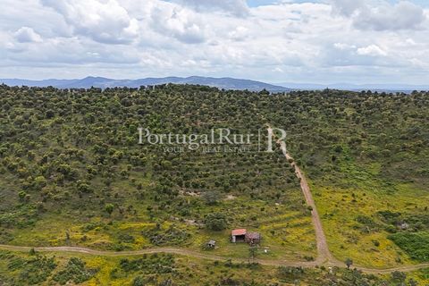Terra a Rosmaninhal, Castelo Branco, Rosmaninhal - € 1.100.000 | Ref: FG282 - foto 6