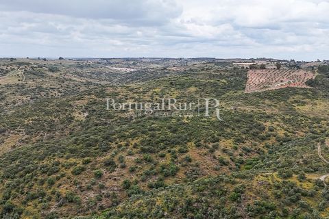 Terra a Rosmaninhal, Castelo Branco, Rosmaninhal - € 1.100.000 | Ref: FG282 - foto 13