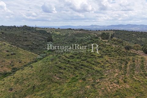 Terra a Rosmaninhal, Castelo Branco, Rosmaninhal - € 1.100.000 | Ref: FG282 - foto 15