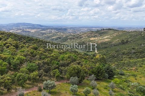 Terra a Rosmaninhal, Castelo Branco, Rosmaninhal - € 1.100.000 | Ref: FG282 - foto 24