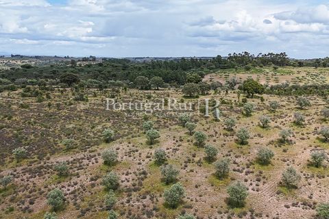Terra a Rosmaninhal, Castelo Branco, Rosmaninhal - € 1.100.000 | Ref: FG282 - foto 25