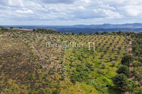 Terra a Rosmaninhal, Castelo Branco, Rosmaninhal - € 1.100.000 | Ref: FG282 - foto 26