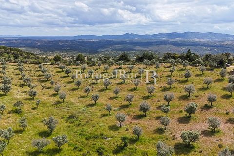 Terra a Rosmaninhal, Castelo Branco, Rosmaninhal - € 1.100.000 | Ref: FG282 - foto 28