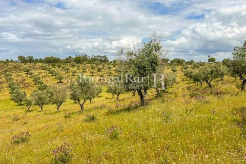 Terra a Rosmaninhal, Castelo Branco, Rosmaninhal - € 1.100.000 | Ref: FG282 - foto 34