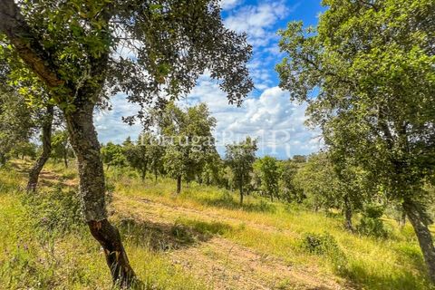 Terra a Rosmaninhal, Castelo Branco, Rosmaninhal - € 1.100.000 | Ref: FG282 - foto 36
