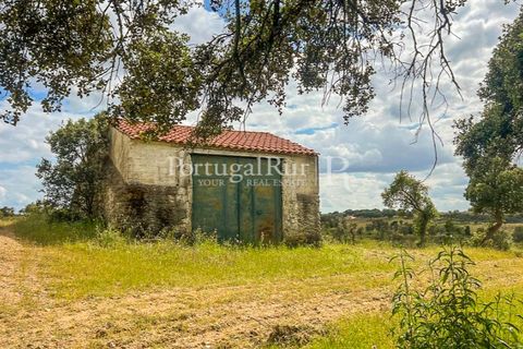 Terra a Rosmaninhal, Castelo Branco, Rosmaninhal - € 1.100.000 | Ref: FG282 - foto 37