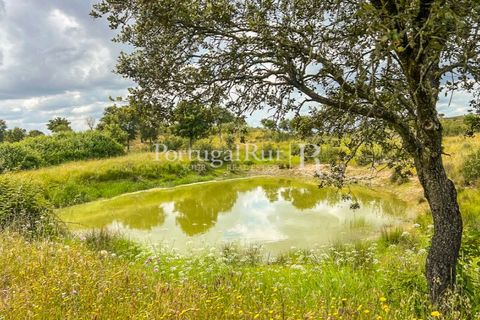 Terra a Rosmaninhal, Castelo Branco, Rosmaninhal - € 1.100.000 | Ref: FG282 - foto 38