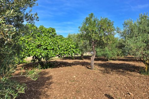Landejendom i Pollenca, Mallorca, Pollenca - € 450.000 | Ref: EXP10023/8930 - foto 17