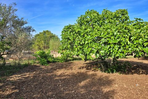 Landejendom i Pollenca, Mallorca, Pollenca - € 450.000 | Ref: EXP10023/8930 - foto 18