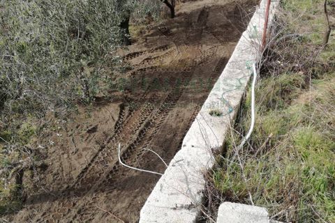 Terra a Avella, Avellino, Avella - € 33.000 | Ref: 459457 - foto 15