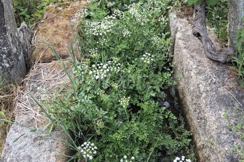 Terra a Seia, Guarda, Seia - € 55.000 | Ref: 382250062 - foto 7