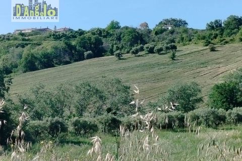 Farm i Castignano, Ascoli Piceno, Castignano - € 260.000 | Ref: 117 - foto 4