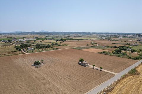 Terra a Petra, Mallorca, Petra - € 235.000 | Ref: 05RBSC049/3010 - foto 2
