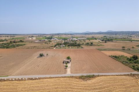 Terra a Petra, Mallorca, Petra - € 235.000 | Ref: 05RBSC049/3010 - foto 3