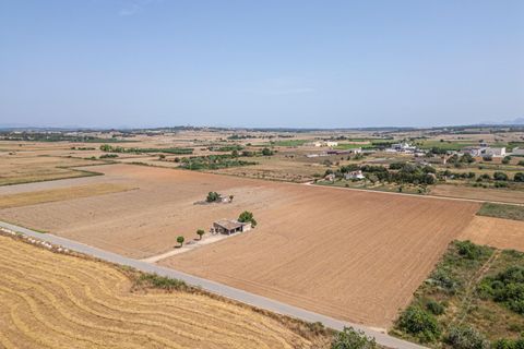 Terra a Petra, Mallorca, Petra - € 235.000 | Ref: 05RBSC049/3010 - foto 4