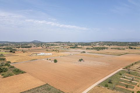 Terra a Petra, Mallorca, Petra - € 235.000 | Ref: 05RBSC049/3010 - foto 6