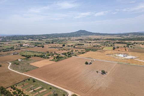 Terra a Petra, Mallorca, Petra - € 235.000 | Ref: 05RBSC049/3010 - foto 9