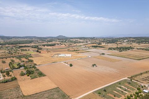 Terra a Petra, Mallorca, Petra - € 235.000 | Ref: 05RBSC049/3010 - foto 11