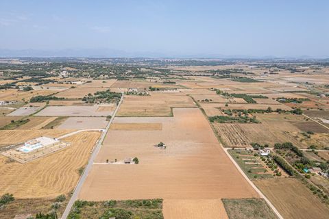 Terra a Petra, Mallorca, Petra - € 235.000 | Ref: 05RBSC049/3010 - foto 19