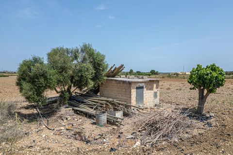 Terra a Petra, Mallorca, Petra - € 235.000 | Ref: 05RBSC049/3010 - foto 23