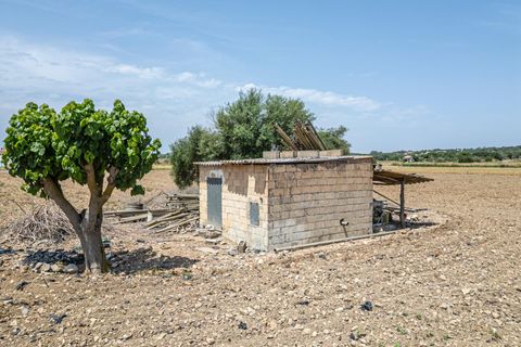 Terra a Petra, Mallorca, Petra - € 235.000 | Ref: 05RBSC049/3010 - foto 24