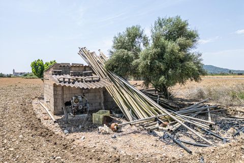Terra a Petra, Mallorca, Petra - € 235.000 | Ref: 05RBSC049/3010 - foto 25