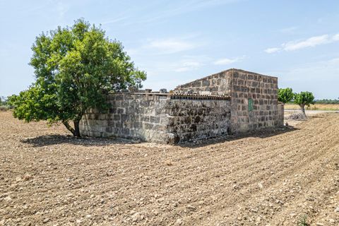 Terra a Petra, Mallorca, Petra - € 235.000 | Ref: 05RBSC049/3010 - foto 27