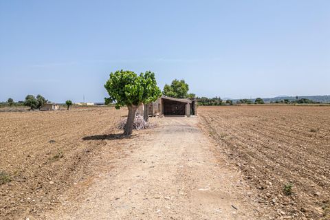 Terra a Petra, Mallorca, Petra - € 235.000 | Ref: 05RBSC049/3010 - foto 31