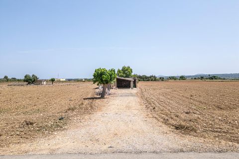 Terra a Petra, Mallorca, Petra - € 235.000 | Ref: 05RBSC049/3010 - foto 32