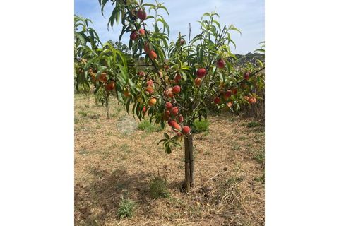 Helårsgrund i Bordeira, Faro, Bordeira - € 21.500 | Ref: T1695 - foto 10
