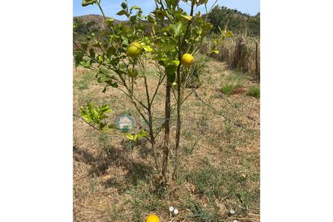 Helårsgrund i Bordeira, Faro, Bordeira - € 21.500 | Ref: T1695 - foto 11