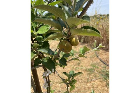 Helårsgrund i Bordeira, Faro, Bordeira - € 21.500 | Ref: T1695 - foto 14