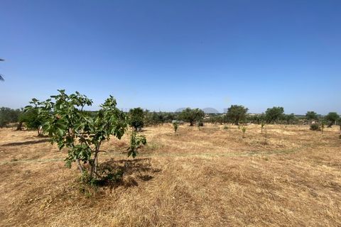 Farm i Moura, Beja, Moura - € 99.500 | Ref: 10430 - foto 18