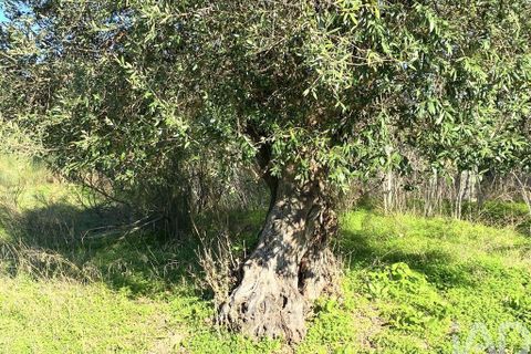 Terra a Palmela, Setubal, Palmela - € 205.000 | Ref: 143001 - foto 9