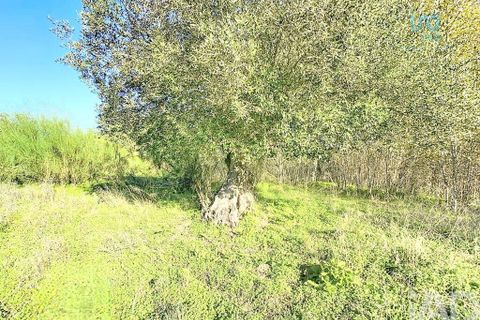 Terra a Palmela, Setubal, Palmela - € 205.000 | Ref: 143001 - foto 14