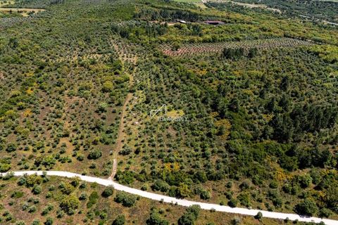 Terra a Borba, Evora, Borba - € 550.000 | Ref: TAPT01-1432_ABC_RC - foto 5