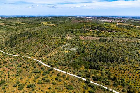 Terra a Borba, Evora, Borba - € 550.000 | Ref: TAPT01-1432_ABC_RC - foto 6