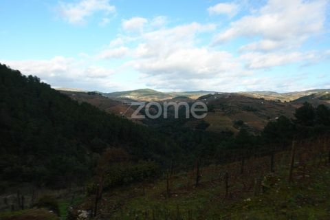 Farm i Sabrosa, Vila Real, Sabrosa - € 69.900 | Ref: ZMPT537847 - foto 15