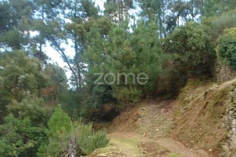 Farm i Sabrosa, Vila Real, Sabrosa - € 69.900 | Ref: ZMPT537847 - foto 22