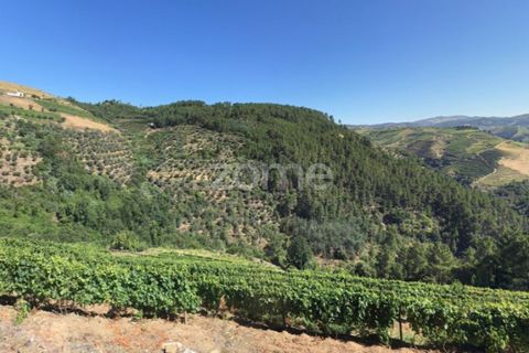 Farm i Sabrosa, Vila Real, Sabrosa - € 69.900 | Ref: ZMPT537847 - foto 26