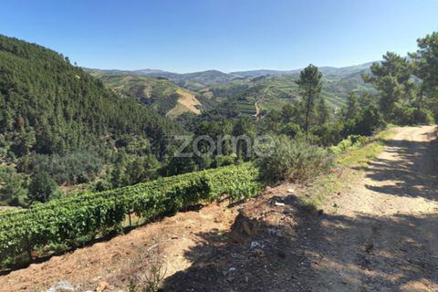 Farm i Sabrosa, Vila Real, Sabrosa - € 69.900 | Ref: ZMPT537847 - foto 27