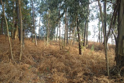 Helårsgrund i Barcelos, Braga, Barcelos - € 46.000 | Ref: C0257-01121 - foto 15