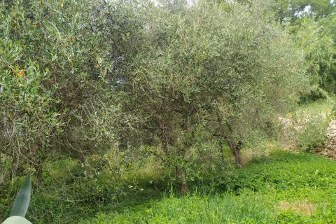 Byhus i Guardea, Terni, Guardea - € 75.000 | Ref: Guareda002 - foto 22