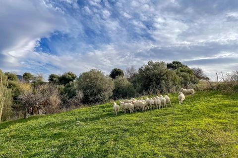 Terra a Collesano, Palermo, Collesano - € 99.000 | Ref: Plot Dispenza - Collesano - foto 6