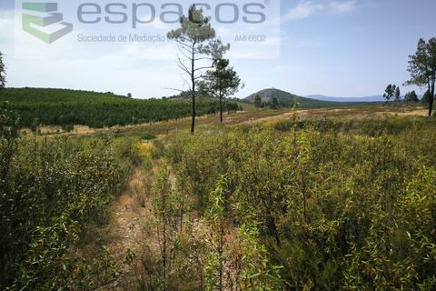 Helårsgrund i Castelo Branco, Castelo Branco, Castelo Branco - € 26.000 | Ref: 5716/EG - foto 4