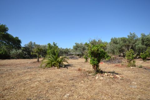 Helårsgrund i Loule, Faro, Loule - € 375.000 | Ref: 1009-2383 - foto 6